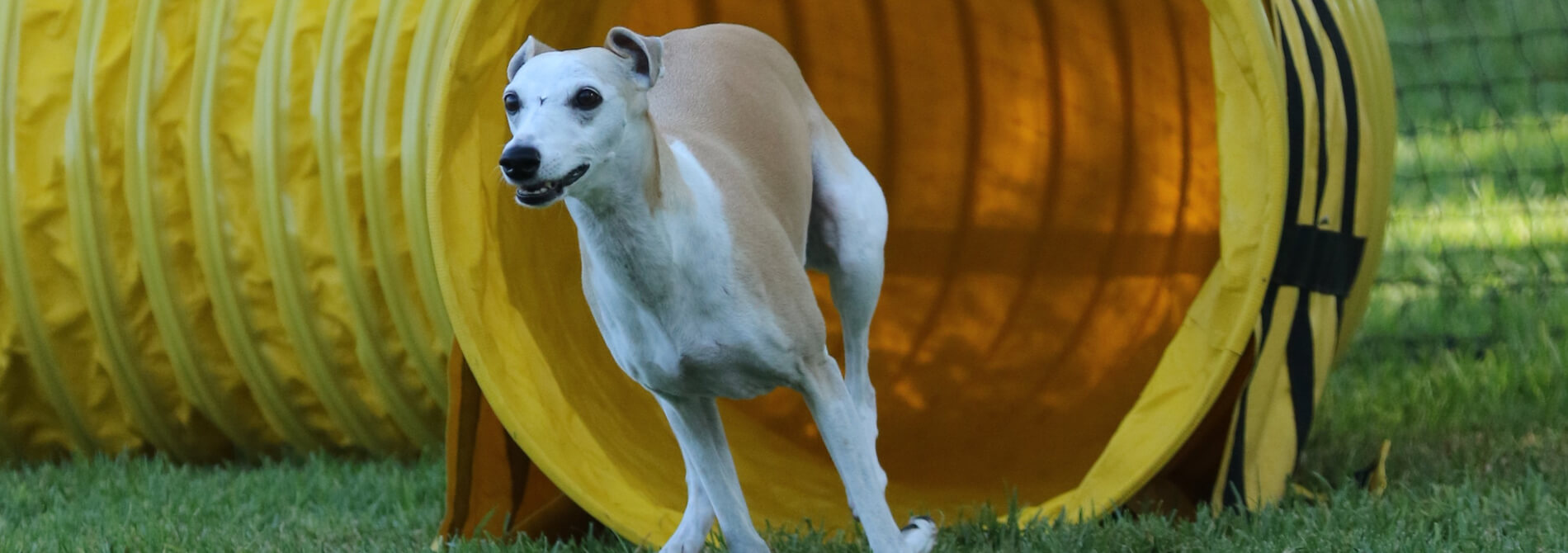 Lynda tjarks sale dog agility