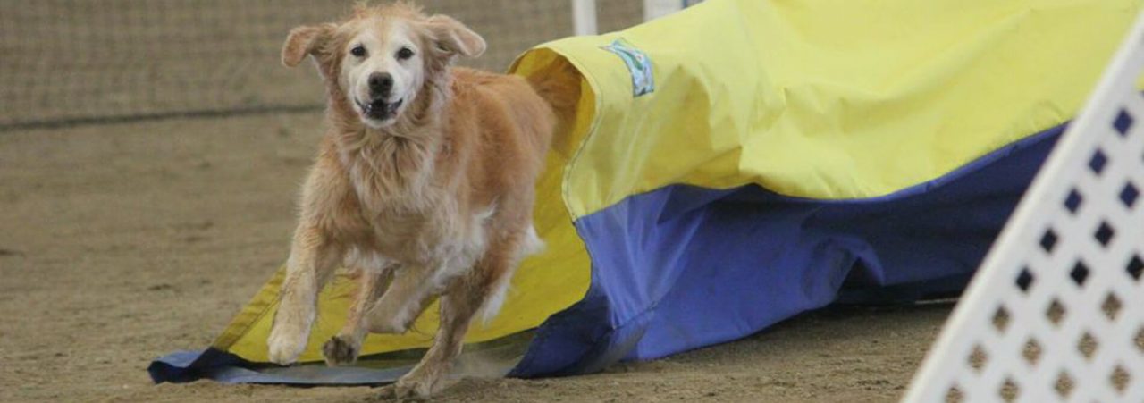 AKC Resources Lynda Tjarks Agility Production AKC Resources Lynda Tjarks Agility Production